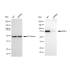 KD-Validated IKK alpha Rabbit mAb (20 μl)