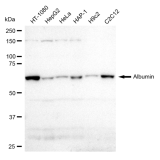 KD-Validated Albumin Rabbit mAb (20 μl)