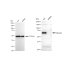 KD-Validated Albumin Rabbit mAb (20 μl)