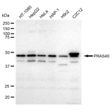 KD-Validated PRAS40 Rabbit mAb (20 μl)