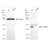 KD-Validated PRAS40 Rabbit mAb (20 μl)
