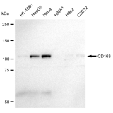 KD-Validated CD163 Rabbit mAb (20 μl)