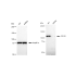 KD-Validated CD163 Rabbit mAb (20 μl)