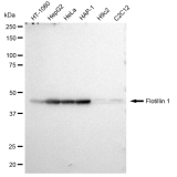 KD-Validated Flotillin 1 Rabbit mAb (20 μl)