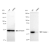 KD-Validated Flotillin 1 Rabbit mAb (20 μl)