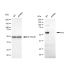 KD-Validated Src Rabbit mAb (20 μl)