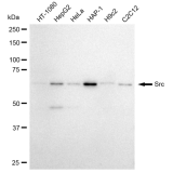 KD-Validated Src Rabbit mAb (20 μl)