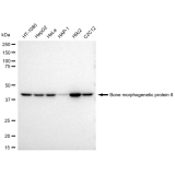 KD-Validated BMP6 Rabbit mAb (20 μl)