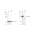 KD-Validated LAMP2 Rabbit mAb (20 μl)