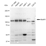 KD-Validated BubR1 Rabbit mAb (20 μl)