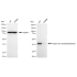 KD-Validated ACAT Rabbit mAb (20 μl)