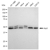 KD-Validated Arp3 Rabbit mAb (20 μl)