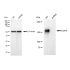 KD-Validated EGFR Rabbit mAb (20 μl)