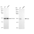 KD-Validated ADK Rabbit mAb (20 μl)