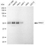 KD-Validated RING1 Rabbit mAb (20 μl)