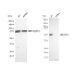 KD-Validated RING1 Rabbit mAb (20 μl)