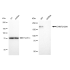 KD-Validated EHMT2 Rabbit mAb (20 μl)