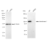 KD-Validated HXK1 Rabbit mAb (20 μl)
