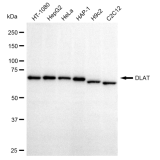 KD-Validated DLAT Rabbit mAb (20 μl)