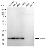KD-Validated COXIV Rabbit mAb (20 μl)