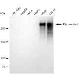 KD-Validated Fibronectin 1 Rabbit mAb (20 μl)