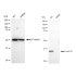 KD-Validated BCL1 Rabbit mAb (20 μl)