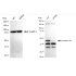 KD-Validated ANX7 Rabbit mAb (20 μl)