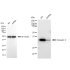 KD-Validated ANX5 Rabbit mAb (20 μl)