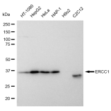 KD-Validated ERCC1 Rabbit mAb (20 μl)