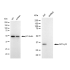 KD-Validated GC1q R Rabbit mAb (20 μl)