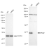 KD-Validated Arg2 Rabbit mAb (20 μl)