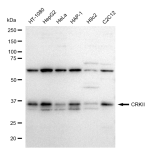 KD-Validated CRKII Rabbit mAb (20 μl)