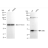 KD-Validated CRKII Rabbit mAb (20 μl)