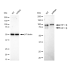 KD-Validated HIF1β Rabbit mAb (20 μl)