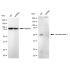 KD-Validated ARRB1 Rabbit mAb (20 μl)