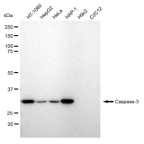 KD-Validated CASP3 Rabbit mAb (20 μl)