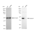 KD-Validated CASP9 Rabbit mAb (20 μl)