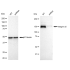 KD-Validated CD49e Rabbit mAb (20 μl)