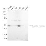 KD-Validated CSK Rabbit mAb (20 μl)