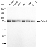 KD-Validated CUL1 Rabbit mAb (20 μl)