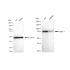 KD-Validated CUL1 Rabbit mAb (20 μl)