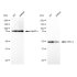 KD-Validated GSK3A Rabbit mAb (20 μl)