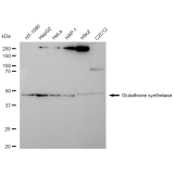 KD-Validated GSS Rabbit mAb (20 μl)