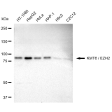 KD-Validated KMT6 Rabbit mAb (20 μl)