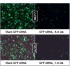 GreenFect™ Transfection Reagent (0.75 ml)