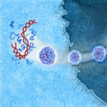 Transfection Reagents