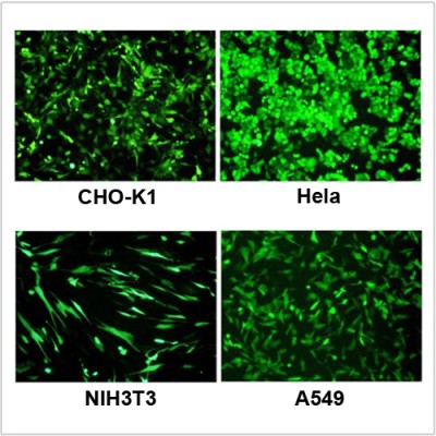 LiFect2K™ Transfection Reagent (1 ml)