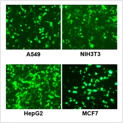 LiFect3K™ Transfection Reagent (0.75 ml)