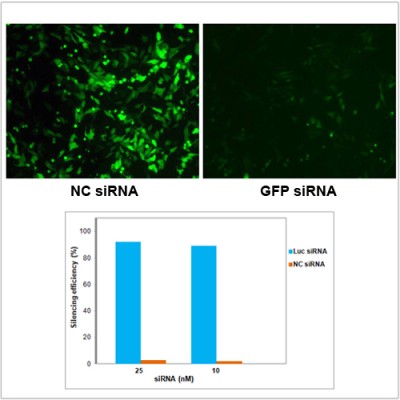 LiFectRNA™ Transfection Reagent (1 ml)