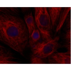 LiFluor™ 750 Red Fluorescent Dye (1 µmol)